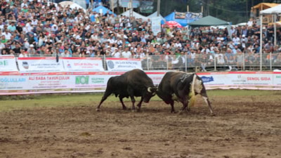 Artvin'in Kafkasör Yaylası'nda boğaların randevusu nefes kesti