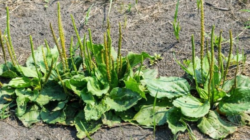 İyi gelmediği hastalık yok! Yol kenarlarında bulunan mucize ot...