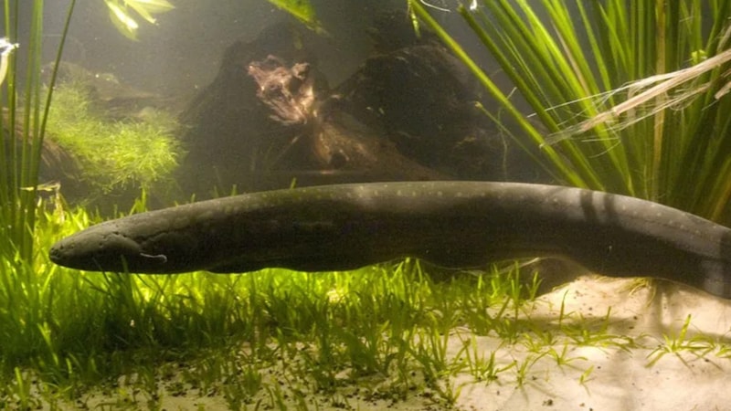 Balıkların elektrik üretebilmesinin nedeni bakın neymiş…