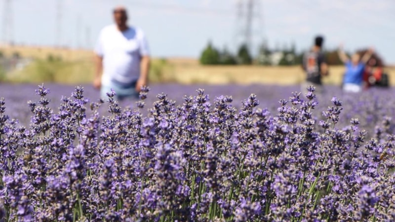 Tekirdağ'da lavanta bahçeleri turizme önemli katkı sunuyor