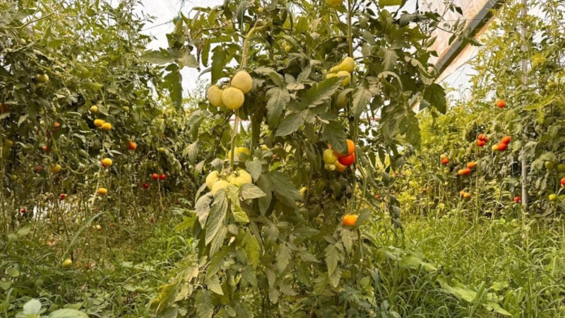 Antalya’da gördü, memleketinde denedi! Şimdi ayda 750 bin lira kazanıyor…