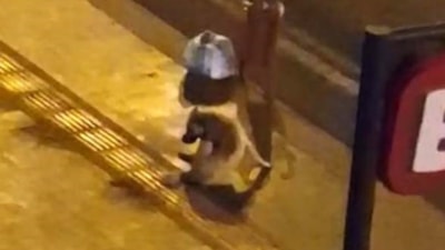 Diyarbakır'da dökülen alkolü içen köpek kuyruğunu ısırmaya çalıştı