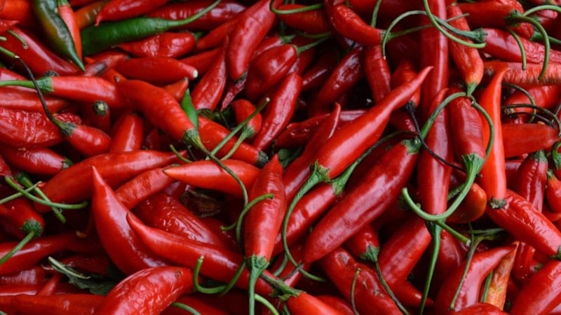 Acı biberin faydaları nelerdir? Acı biber nelere iyi gelir?