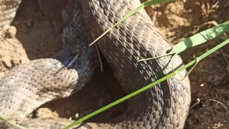 Tarlada ot biçerken zehirli 'koca engerek' gördüler