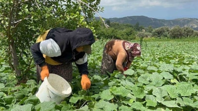 Hasadı başladı, tam turşuluk! Tarlada 5 lira...