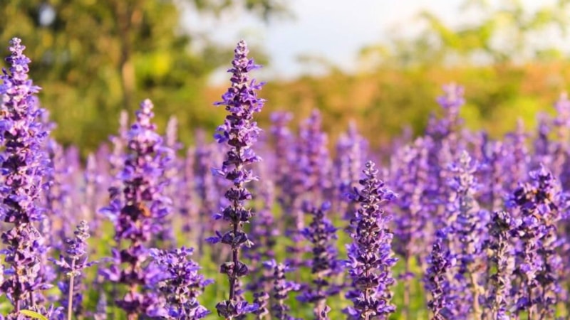 Hayıt otunun faydaları saymakla bitmiyor! İşte hayıt otunun faydaları...