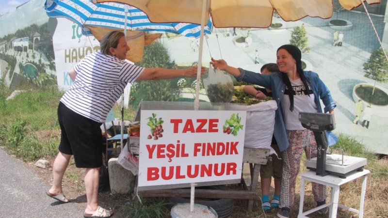 Ordu'da taze fındığın kilosu 100 liradan satışta