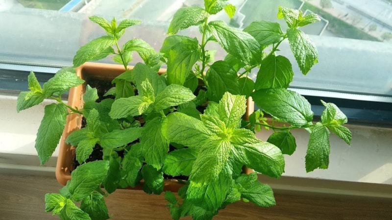 Pencerenin önünde nane yetiştirmek bakın ne işe yarıyor