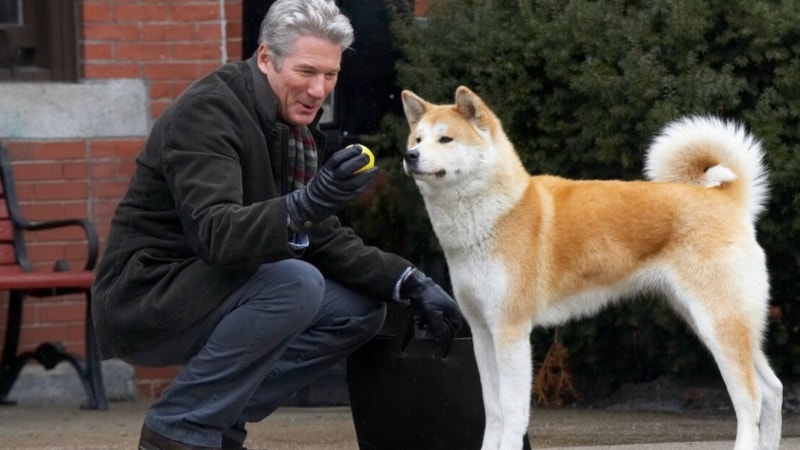 Hachiko köpek cinsi nedir? Hachiko kaç yıl bekledi, heykeli nerede?