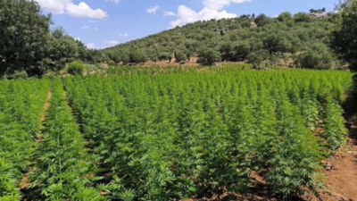 Diyarbakır Lice'de kenevir operasyonu