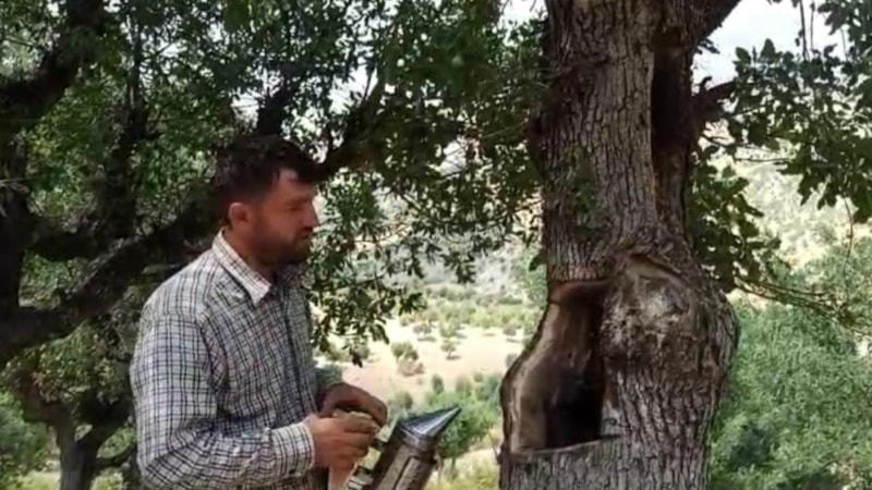 Kimsenin aklına gelmez! Ağaç kavuklarından çıkarıyor, servet kazanıyor; kilosu 8 bin lira