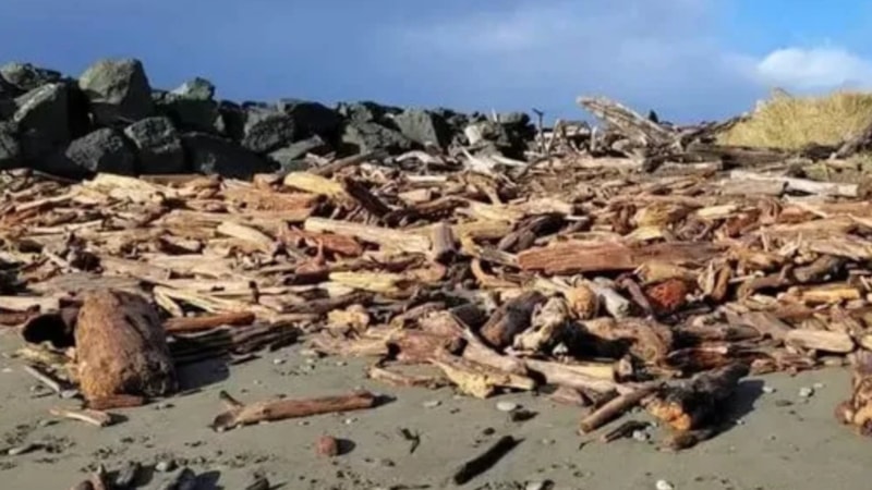 Resimdeki köpeği 4 saniyede bulabilenler şahin kadar keskin gözlü sayılıyor...