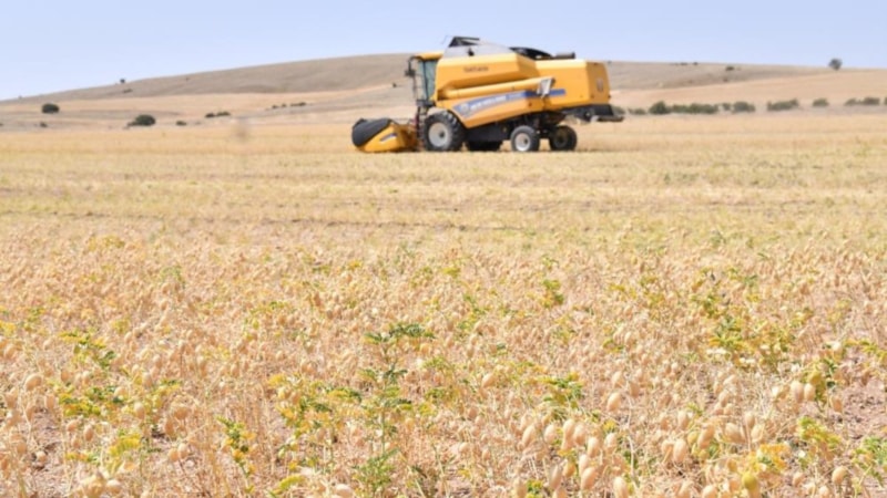 Kırşehir'de nohut ve mercimek hasadı