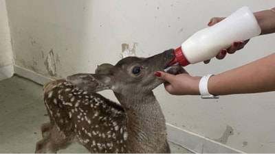 Bolu'da kızıl geyik yavrusu yaralı bulundu: Özenle bakılıyor