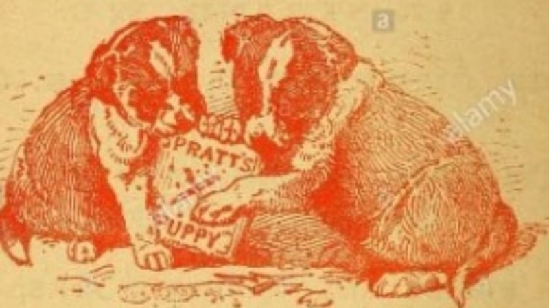 Ümit Yenişehirli yazdı: Köpekler için her yıl 7 milyar hayvan öldürülüyor