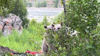 Bitlis'te piknik yapmaya giden vatandaşları ayı kovaladı
