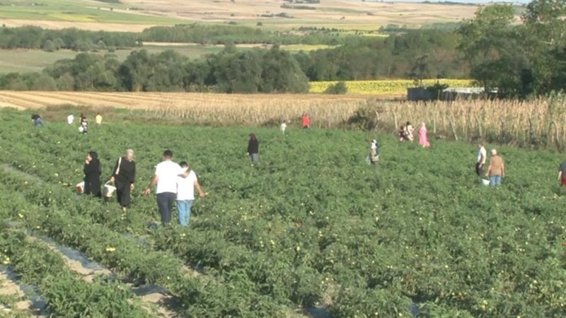 Tarladan taze taze topluyorlar! İstanbullular o tarlaya akın ediyor...