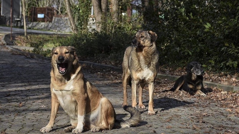 Sokak hayvanları yasasının çıkmasında Ensonhaber etkisi
