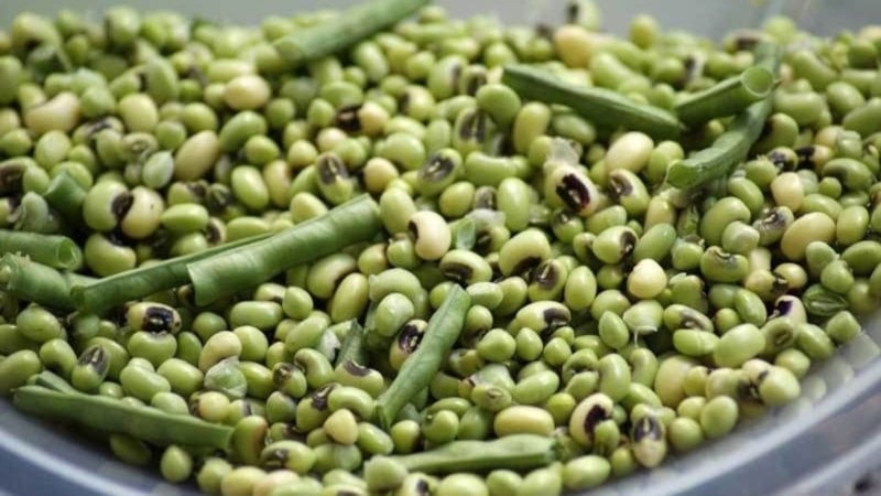 Ne mercimek, ne fasulye! Bu baklagil 20 dakika pişiyor, asla gaz yapmıyor...