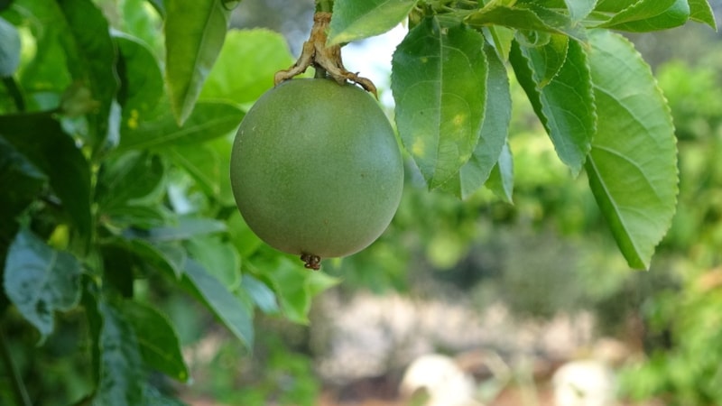 Eken köşeyi dönüyor! Kilosu 125 TL’ye satılıyor, yurt dışından gelenler kasa kasa alıyor...
