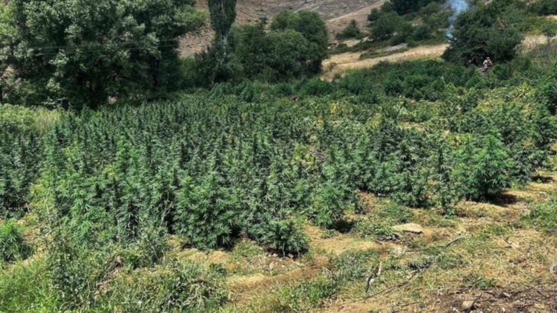 Diyarbakır'da 2 milyon 715 bin kök kenevir ve skunk bitkisi ele geçirildi