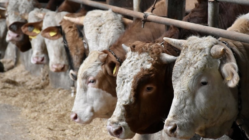 Tarımsal işletmelere destek programı için 3. başvuru çağrı ilanı yayınlandı