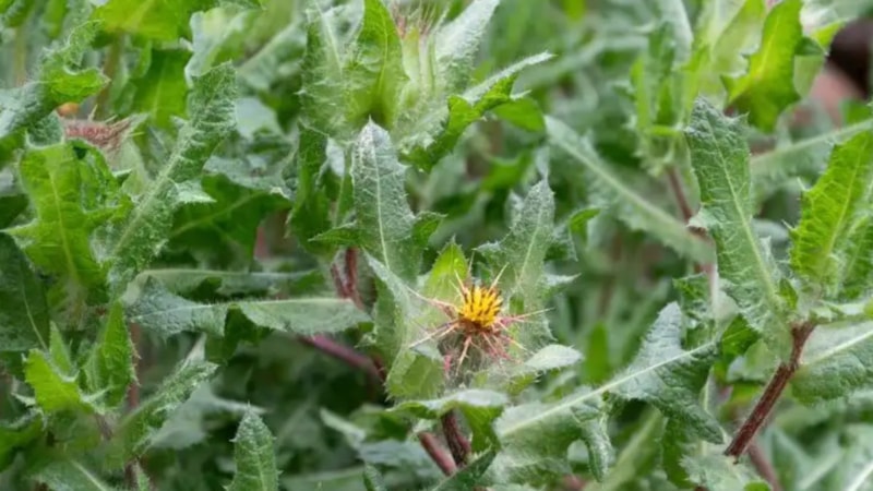 Bitki değil doğal ilaç! Şevketi bostan otunun faydaları saymakla bitmiyor