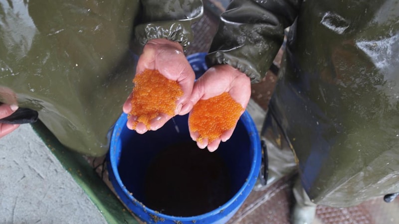 Sinop’ta üretimi tamamlandı! 1 kaşığı bile libidoyu uçuruyor; kilosu 5 bin lira