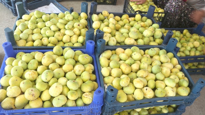 Mersin’in altın hasadı: Kilosu 80 TL'ye satılıyor, üreticiyi zengin ediyor