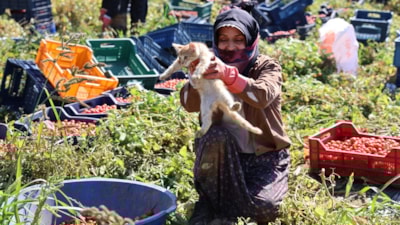Aydın'da tarım işçisinin kedi sevgisi: İşe giderken bile bırakmıyor