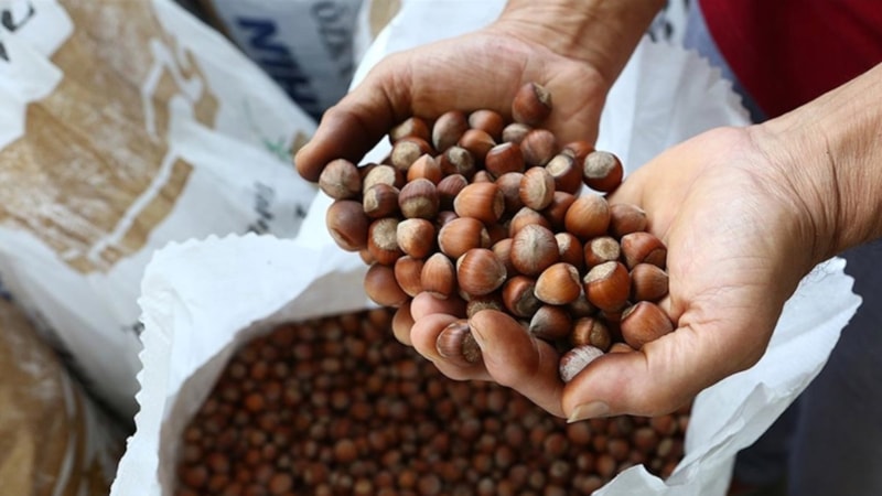 TMO kabuklu fındık alım esaslarını açıkladı