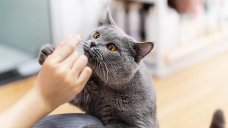 Kedilerin sevmediği kokular hangileri? İşte duyunca şaşıracağınız o kokular...