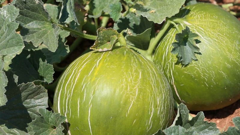 Hasadı devam ediyor: Hem susuz hem gübresiz yetişiyor! Kilosu 25 lira