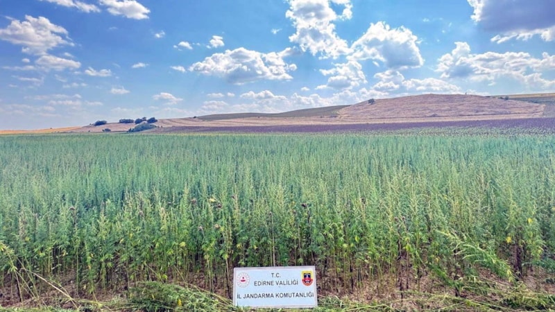 Edirne'de 4 milyon 128 bin kök Hint keneviri ele geçirildi