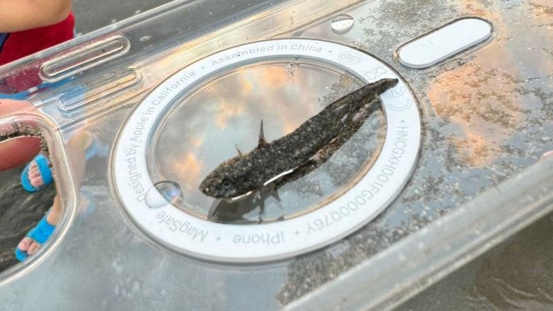Adana'da zehirli dikenli çizgili kedi balığı Adana'da görüldü