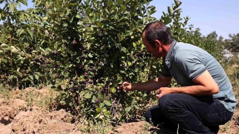 Konya’da süper meyve hasadı başladı! Derman olmadığı dert yok; kilosu 350-400 TL