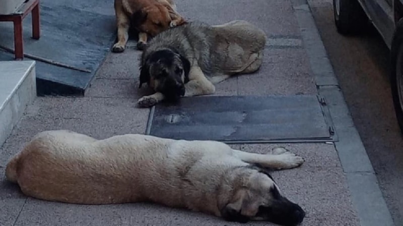 Metroda sahipsiz köpeğin ısırdığı turistten İBB'ye dava