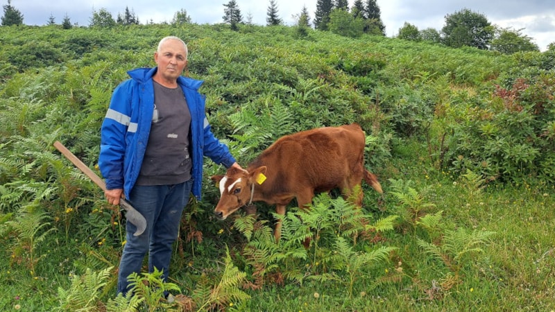 Ordu'da ahıra giren aç ayı ineği götürdü