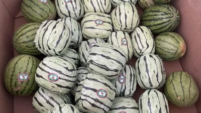 ABD'de sahte karpuzların içinde 6 milyon dolar değerinde metamfetamin yakalandı