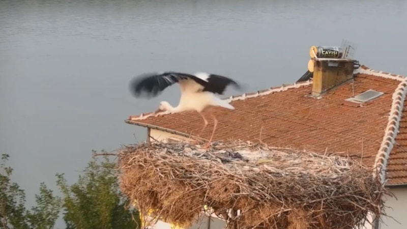 Mart ayında gelen Yaren leylek, göç yolunda