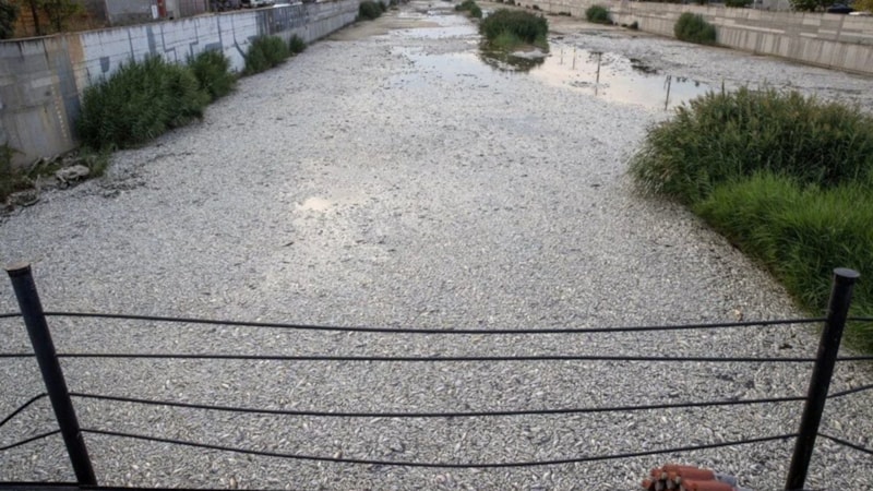 Yunanistan'ın Volos kentinde tonlarca ölü balık nedeniyle olağanüstü hal ilan edildi