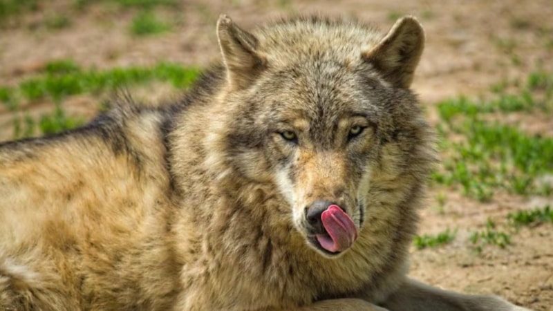 Hindistan'da kurt sürüsü 45 günde 9 kişiyi öldürdü