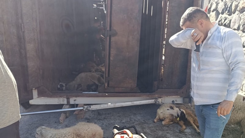 Bitlis'te devrilen tırdaki 100 küçükbaş öldü