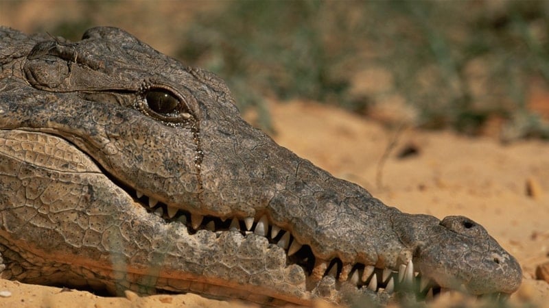 Aklın ucundan geçmez! Timsah gözyaşı deyimi bakın nereden geliyor