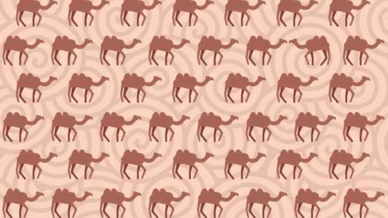 Resimdeki farklı olan deveyi sadece IQ’su 130’un üstünde olanlar bulabiliyor! 5 saniyeniz var…