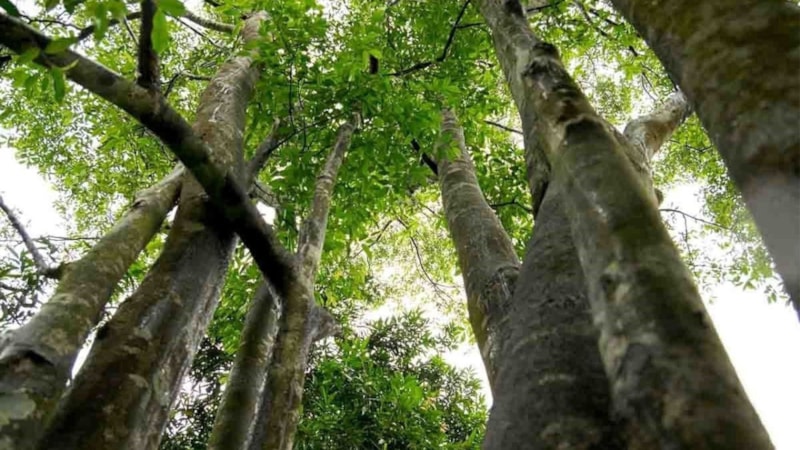 Dünyanın en pahalı ağacı olarak biliniyor, kilosu 100 bin dolara satılıyor! İşte, dünyanın en pahalı ağacı...