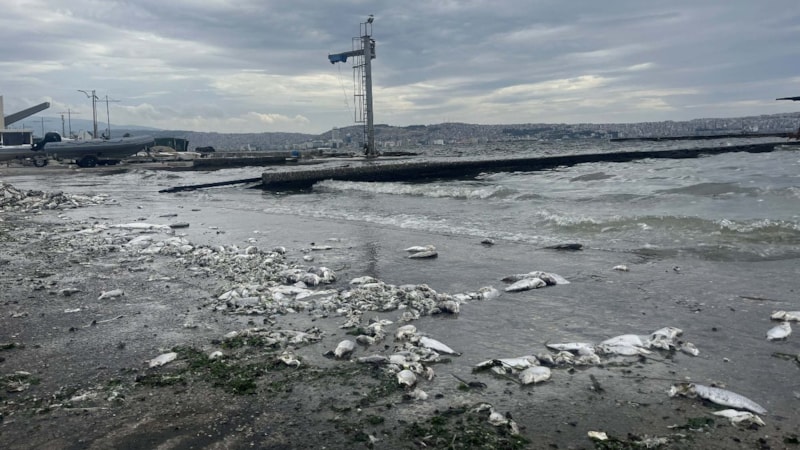 İzmir Körfezi'nde kirlilik alarmı: Kötü koku ve balık ölümleri devam ediyor