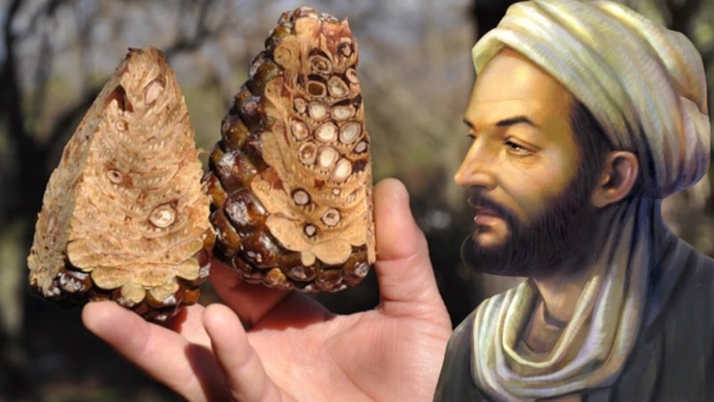 İbn- Sina’dan felçli hastalara şifa: Yiyeni ayağı kaldırıyor