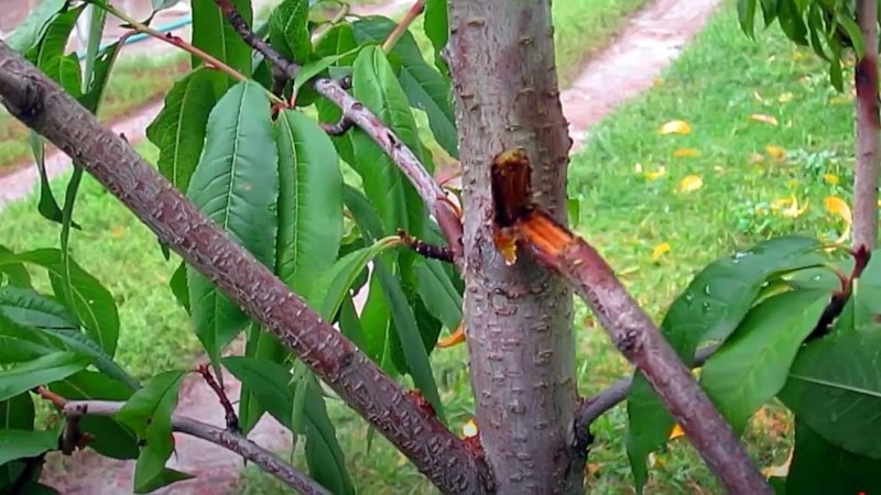 Kırılan dalı koparıp atmayın! Bakın ağacın kırılan dalı nasıl onarılıyormuş...
