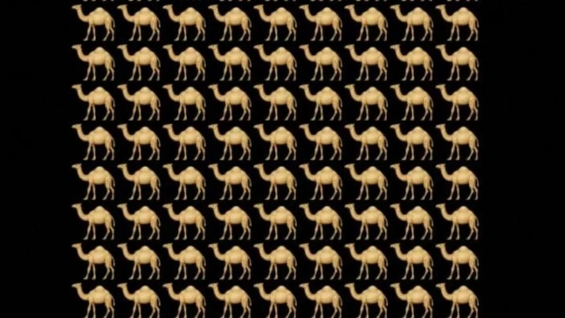 IQ Testi: Resimdeki farklı deveyi 5 saniyede bulan, zekasını kanıtlıyor